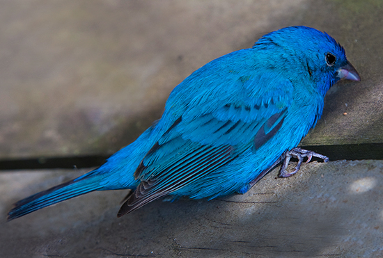 Photograph of Indigo Bunting